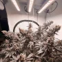 Cannabis seeds Ice Cream Haze® from Dutch Passion